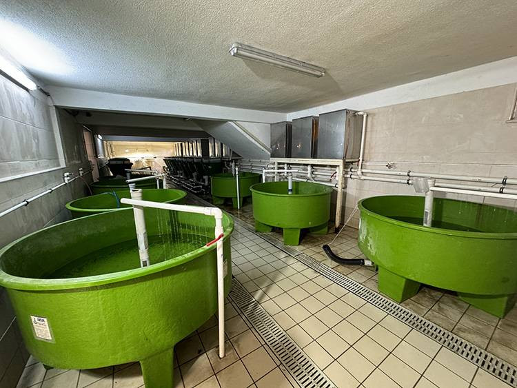 Havyarıyla ünlü balığı Bolu'da yetiştirdiler - Resim: 2